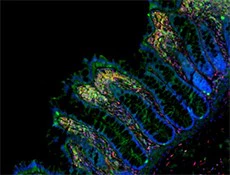 Alexa Fluor® 488 anti-β-actin