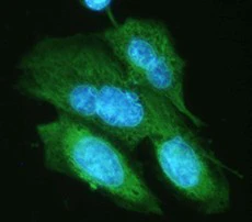 Alexa Fluor® 488 anti-HA.11 Epitope Tag - Image 2