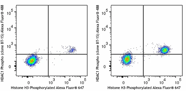 Alexa Fluor® 488 anti-HDAC1 Phospho (Ser406) - Image 2
