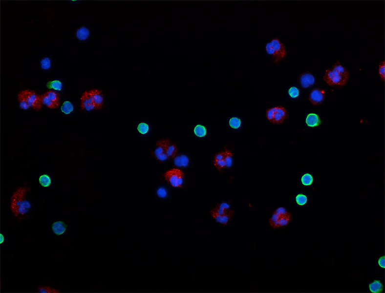Alexa Fluor® 488 anti-human CD3 - Image 2