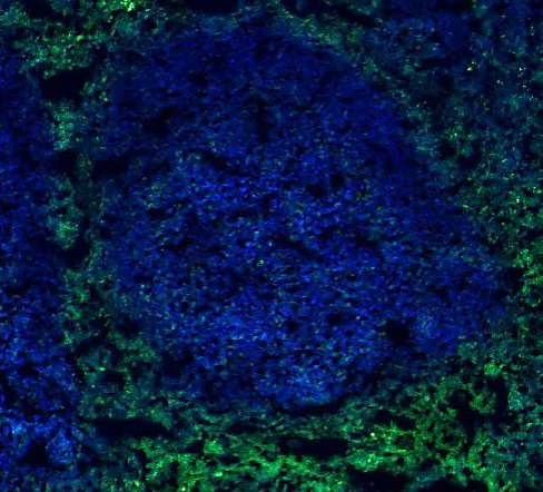 Alexa Fluor® 488 anti-human CD3 - Image 3
