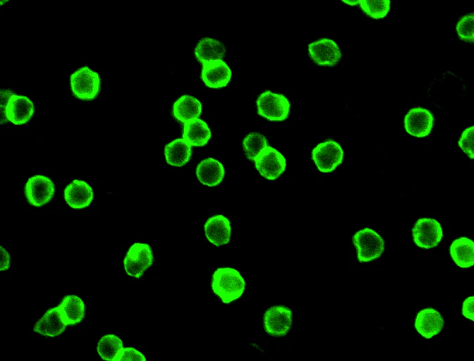 Alexa Fluor® 488 anti-human CD4 - Image 2