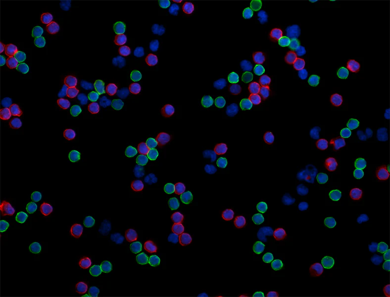 Alexa Fluor® 488 anti-human CD4 - Image 3