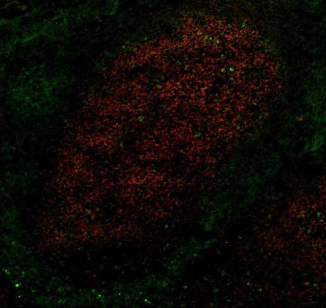 Alexa Fluor® 488 anti-human CD4 - Image 2