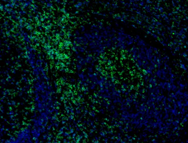 Alexa Fluor® 488 anti-human CD45RO - Image 2