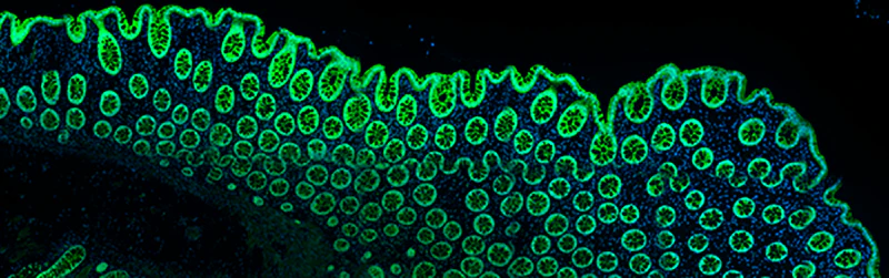 Alexa Fluor® 488 anti-human Galectin-4