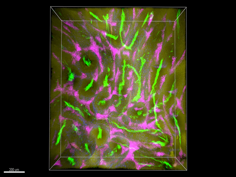 Alexa Fluor® 488 anti-mouse CD147 - Image 4