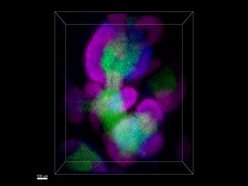 Alexa Fluor® 488 anti-mouse CD3ε - Image 3