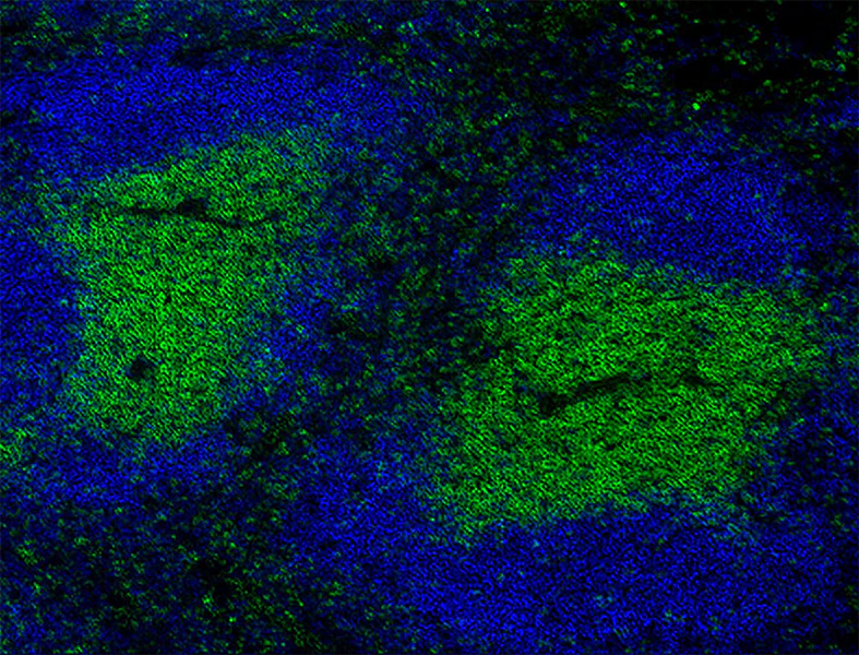 Alexa Fluor® 488 anti-mouse CD3 - Image 3