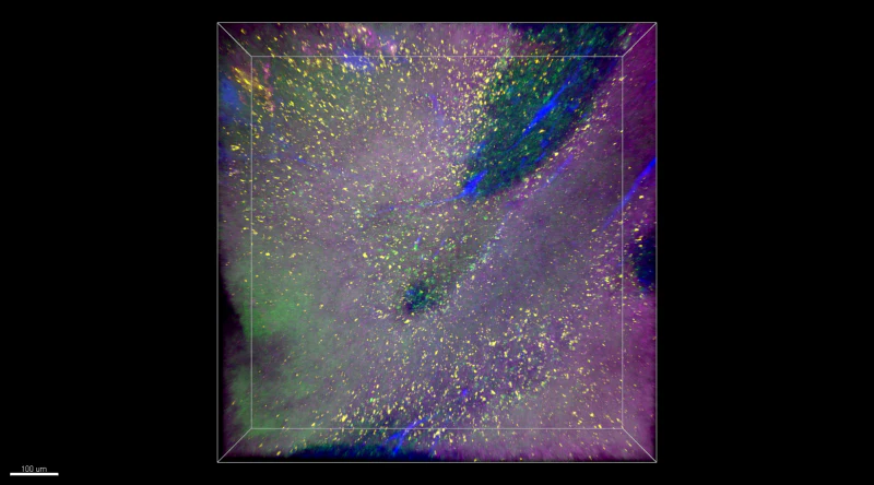 Alexa Fluor® 488 anti-mouse CD4 - Image 3
