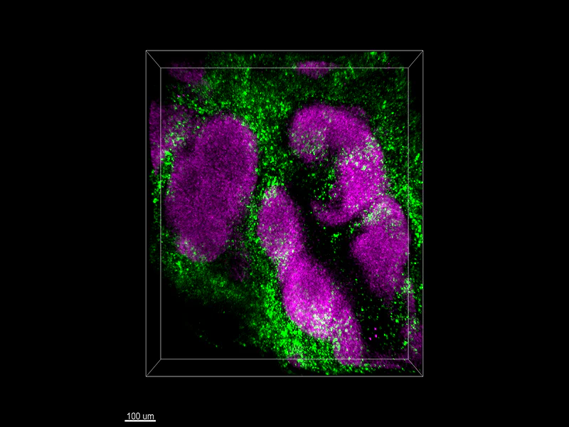 Alexa Fluor® 488 anti-mouse/human CD11b - Image 3
