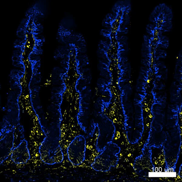 Alexa Fluor® 488 anti-mouse/human CD44 - Image 3
