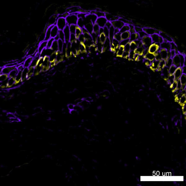 Alexa Fluor® 488 anti-mouse/human CD44 - Image 4