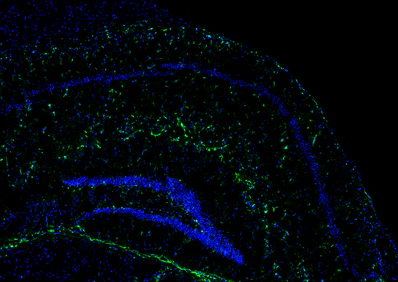 Alexa Fluor® 488 anti-mouse IgG2b - Image 2