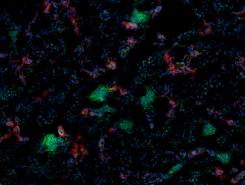 Alexa Fluor® 488 anti-mouse Podoplanin - Image 2