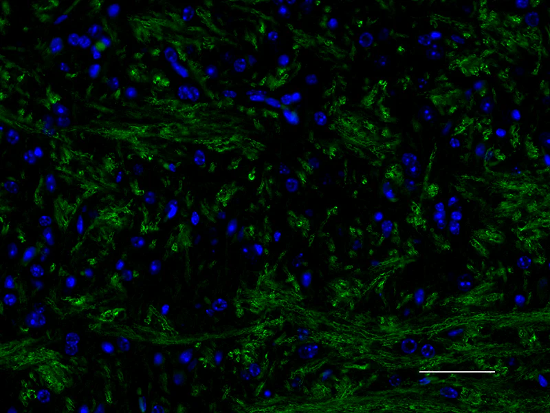 Alexa Fluor® 488 anti-Myelin Basic Protein - Image 2