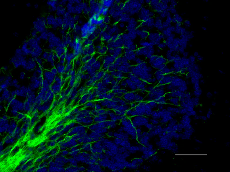 Alexa Fluor® 488 anti-Myelin Basic Protein - Image 2