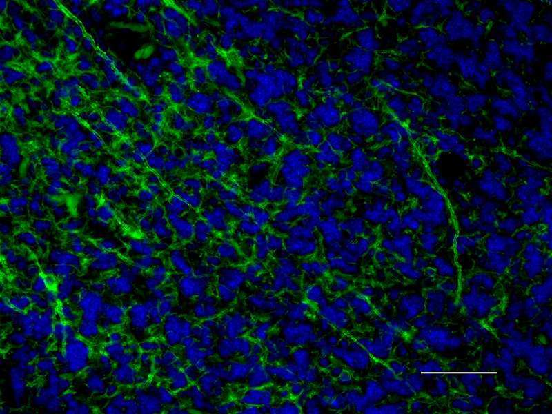 Alexa Fluor® 488 anti-Myelin Basic Protein - Image 3