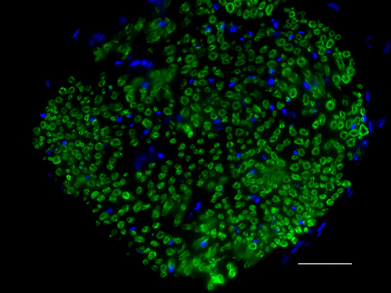 Alexa Fluor® 488 anti-Myelin Protein Zero