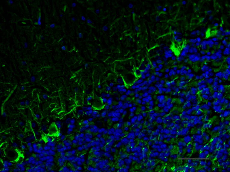 Alexa Fluor® 488 anti-Neurofilament H (NF-H), Phosphorylated - Image 2