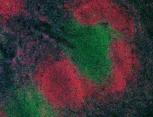 Alexa Fluor® 488 anti-rat IgG2a - Image 2
