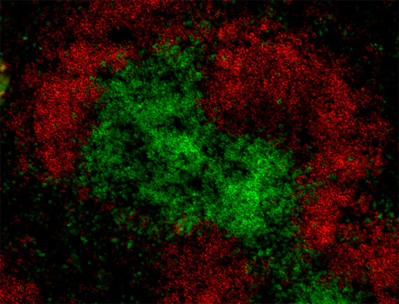 Alexa Fluor® 488 anti-rat IgG2b - Image 2