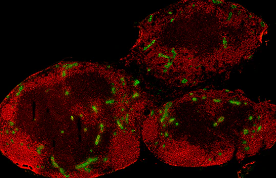 Alexa Fluor® 488 anti-rat IgM - Image 3