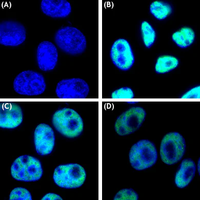 Alexa Fluor® 488 anti-RNA Polymerase II