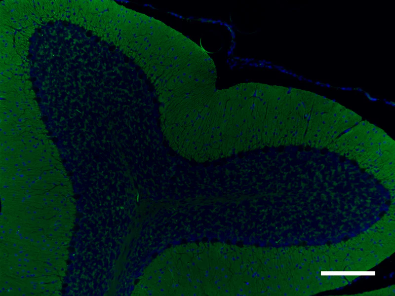 Alexa Fluor® 488 anti-Syntaxin - Image 2
