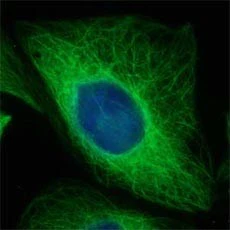 Alexa Fluor® 488 anti-Tubulin β 3 (TUBB3)