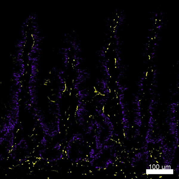 Alexa Fluor® 488 anti-Tubulin β 3 (TUBB3) - Image 6