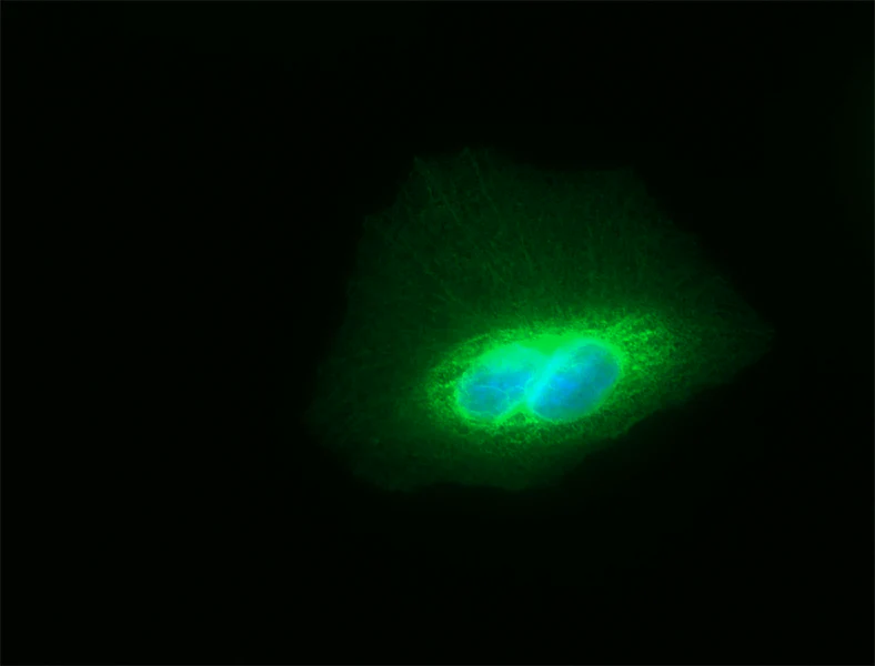 Alexa Fluor® 488 anti-Tubulin-α