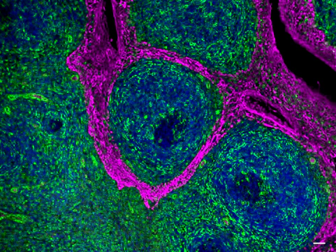 Alexa Fluor® 488 anti-Vimentin - Image 3
