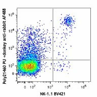 Alexa Fluor® 488 Donkey anti-rabbit IgG (min. x-reactivity)