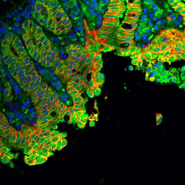 Alexa Fluor® 488 Goat anti-mouse IgG (minimal x-reactivity)