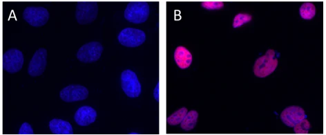Alexa Fluor® 594 anti-Histone H3 Acetylated Lysine 9 (K9ac)