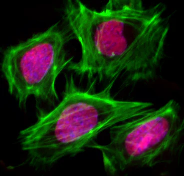 Alexa Fluor® 594 anti-Histone H3 (C-terminus) - Image 2