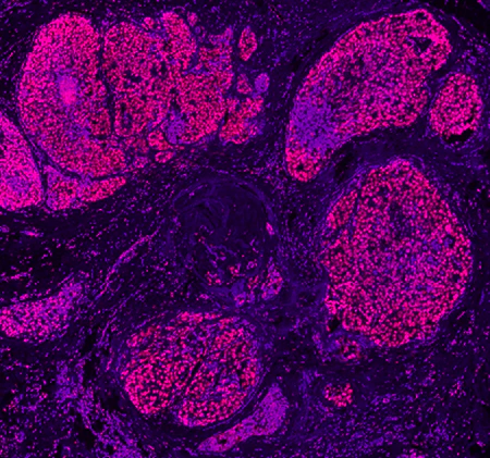 Alexa Fluor® 594 anti-Histone H3 (C-terminus) - Image 3