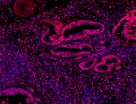 Alexa Fluor® 594 anti-Histone H3 (C-terminus) - Image 4