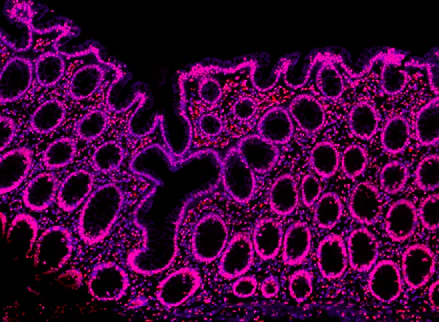 Alexa Fluor® 594 anti-Histone H3 (C-terminus) - Image 5