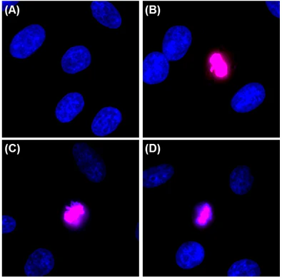 Alexa Fluor® 594 anti-Histone H3 Phospho (Ser10)