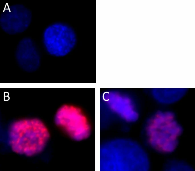 Alexa Fluor® 594 anti-Histone H3 Phospho (Ser28)