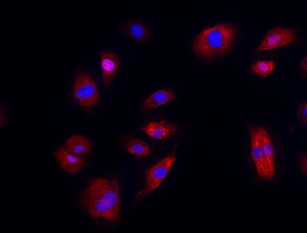 Alexa Fluor® 594 anti-human CD144 (VE-Cadherin)