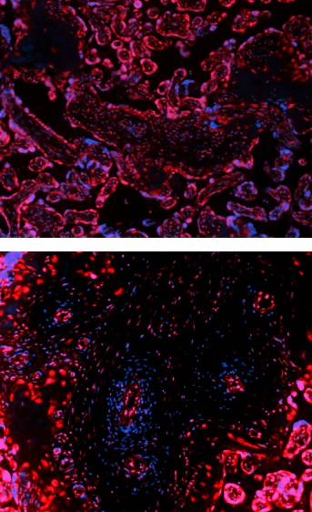 Alexa Fluor® 594 anti-human CD144 (VE-Cadherin) - Image 2