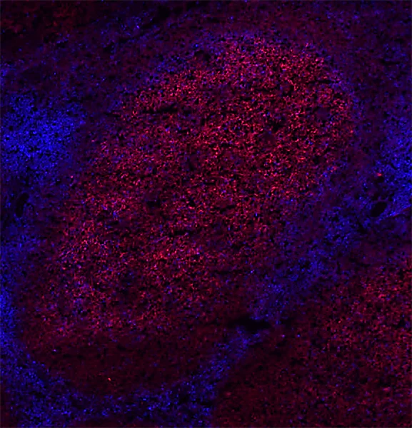 Alexa Fluor® 594 anti-human CD19 - Image 2