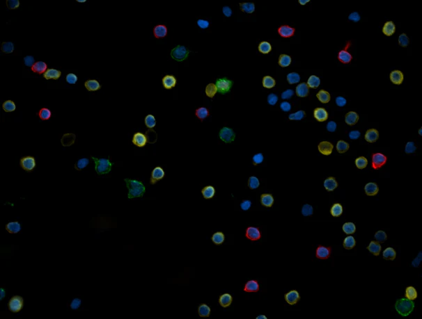 Alexa Fluor® 594 anti-human CD20