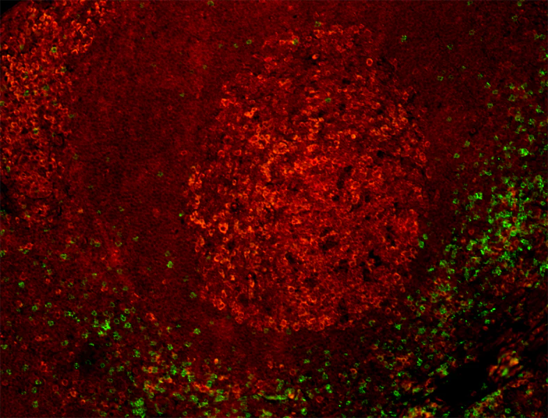 Alexa Fluor® 594 anti-human CD274 (B7-H1, PD-L1)