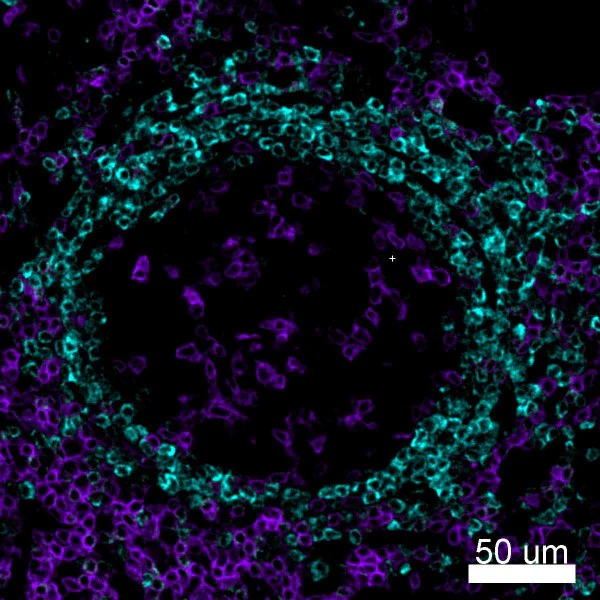 Alexa Fluor® 594 anti-human CD3 - Image 3