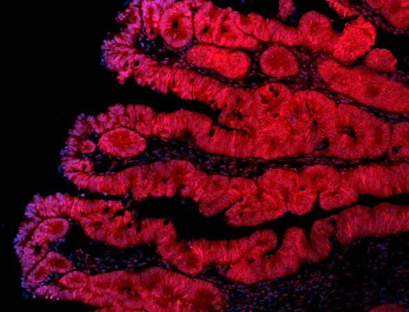 Alexa Fluor® 594 anti-human CD324 (E-Cadherin)