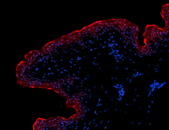 Alexa Fluor® 594 anti-human CD324 (E-Cadherin) - Image 2
